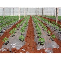 Compostable Agro Mulch Film Roll
