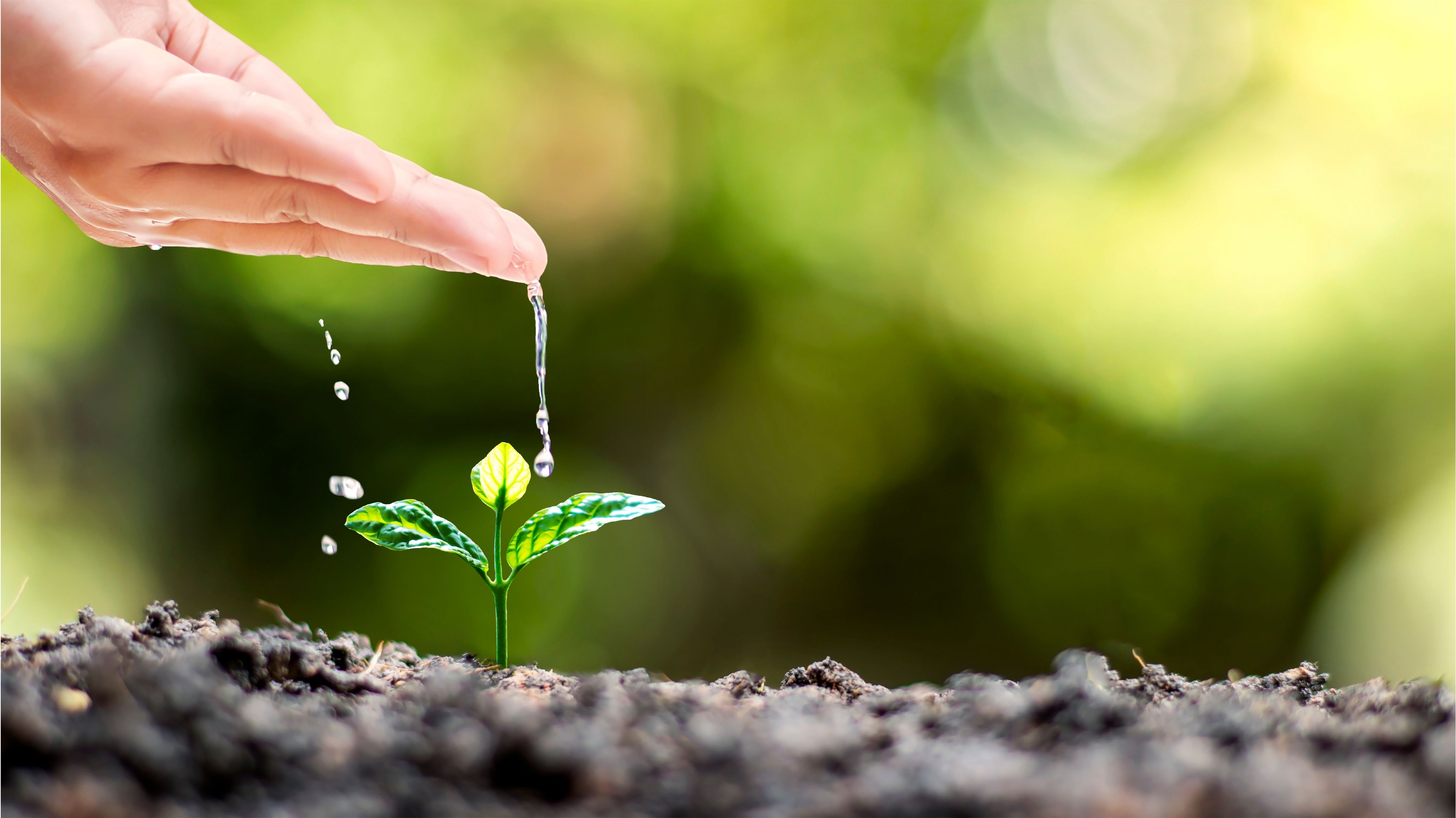 NURTURING NATURE, GROWING FUTURES   THE SILVER SINE COMMITMENT