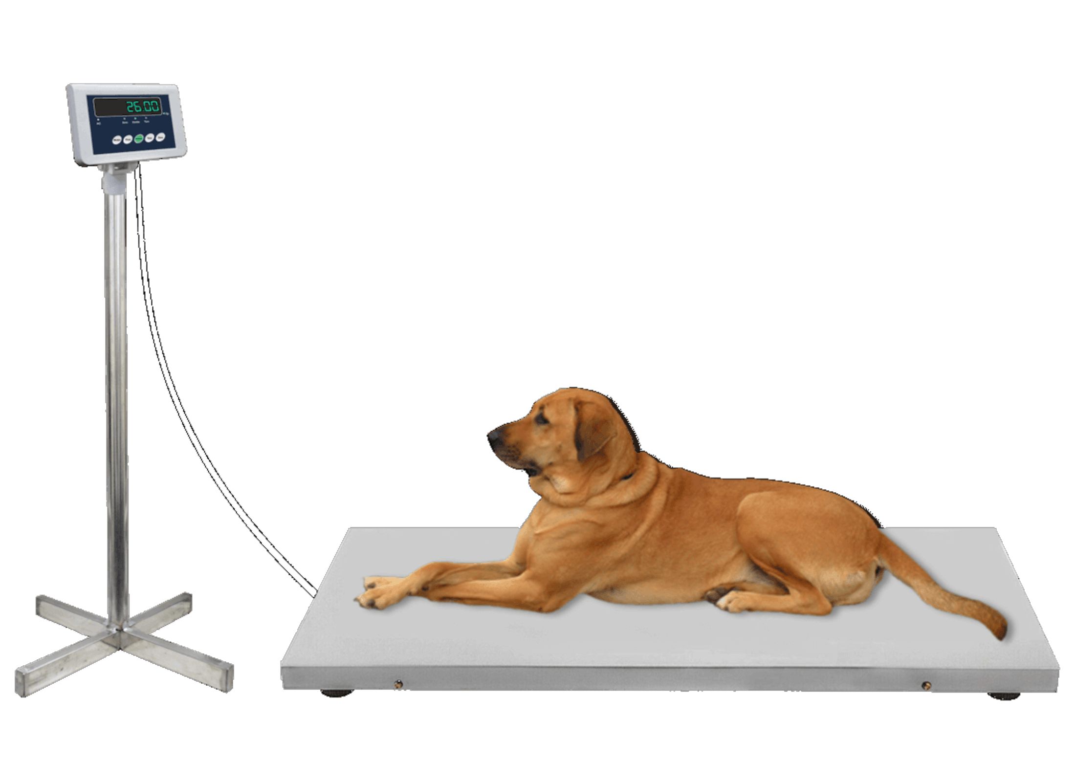 Animal Weighing Scale