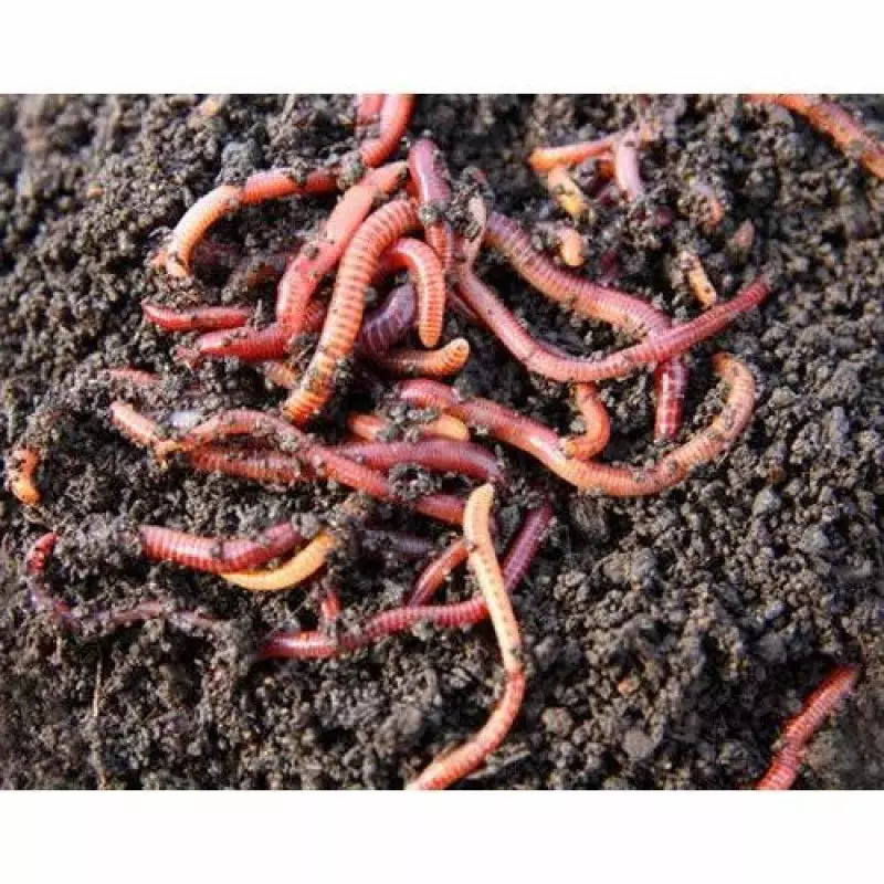 Earthworm Asenia Fatidas